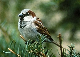 Naminis žvirblis (Passer domesticus)