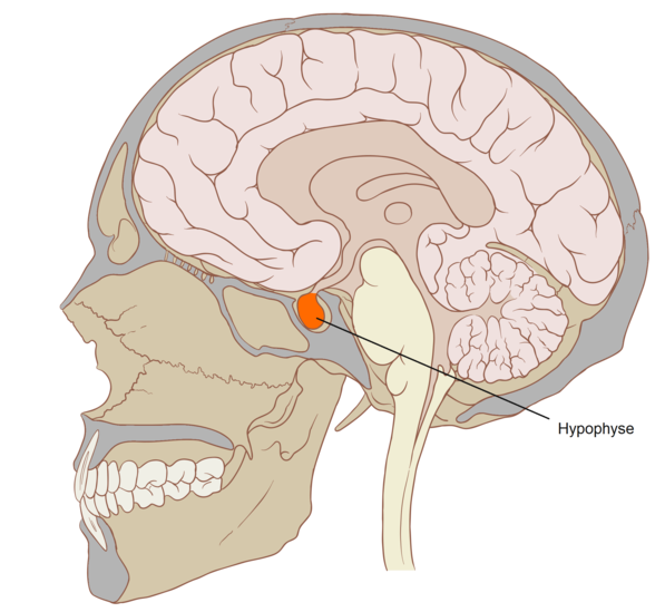 File:Hypophyse.png