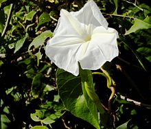 Ipomoea macrantha.jpg