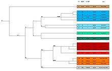 DNA Stammbaum - Jagodic DNA project