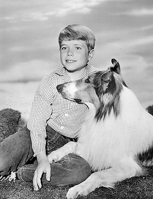 Publicity photo of Jon Provost and Lassie from...