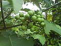 Miniatura para Solanum paniculatum