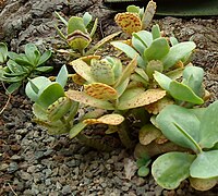 Kalanchoe marmorata