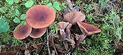 Kamperriisikas Lactarius camphoratus