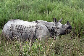 Kaziranga Rhinoceros unicornis.jpg