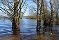 Hautes eaux au Lac du Der