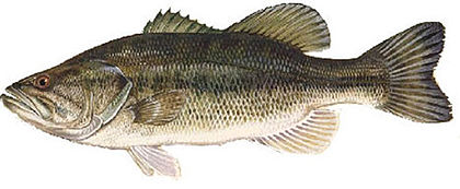 Largemouth Bass