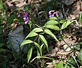 Frühlings-Platterbse (Lathyrus vernus)