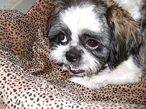 English: Shih Tzu