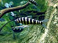 Miniatura para Leporinus fasciatus