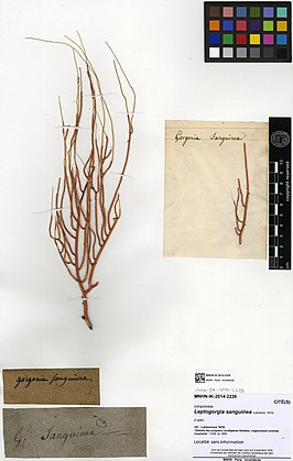 Leptogorgia sanguinea