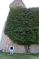 Alter Efeustock (Hedera helix) an der Burgmauer
