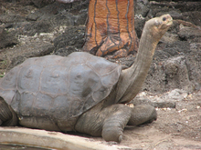 Lonesome George in profile.png