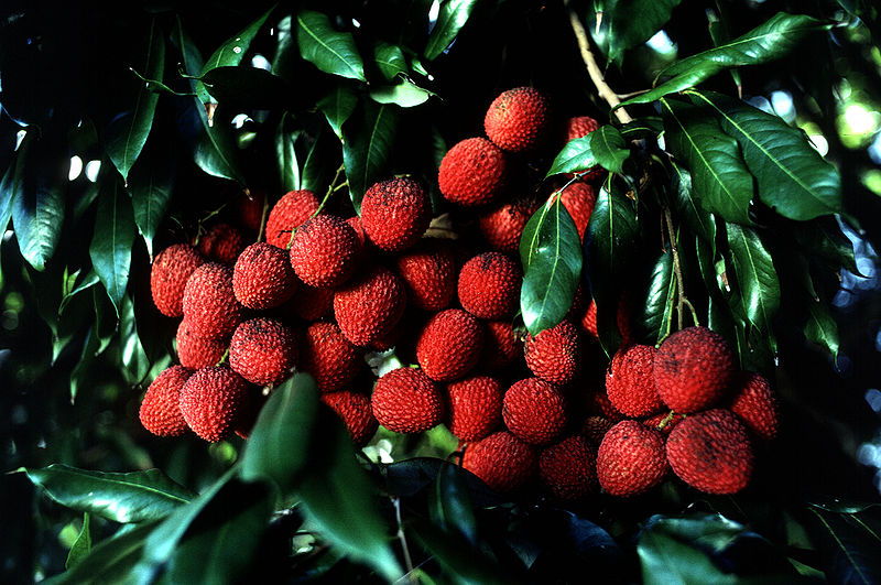 800px-Lychee.jpg