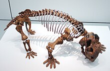 Lystrosaurus, one of the few genera of dicynodonts that survived the Permian-Triassic extinction event Lystrosaurus 1.JPG
