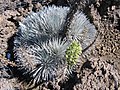 Mauna Kea silversword