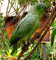 Mealy Parrot, Peru.jpg