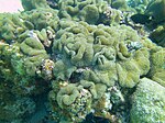 Меандрины меандриты - коралловый лабиринт - Залив свиней - Cuba.jpg