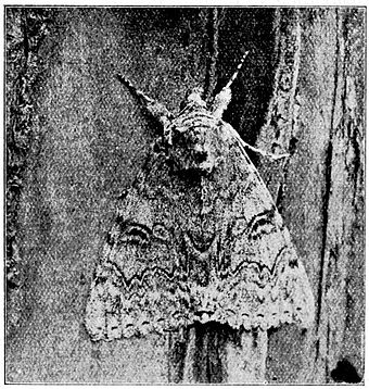 Fig. 3. Red Underwing at rest. Photo by H. Main.