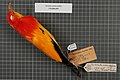 Oranje prieelvogel (Sericulus ardens) balg opgestuurd door Lorentz uit Zuidelijk Nieuw Guinea in 1907. Beschreven als: Xanthomelus ardens later ook als ondersoort te boek:Sericulus aureus ardens.
