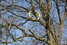 Norbert Radermacher, Der Ring, 1995, Ringdicke 17 cm, Außenmaß Ø 110 cm, Eisen verzinkt, mit Blattgold belegt. Standort: im Tal (Skulpturenpark) zwischen Hasselbach und Werkhausen