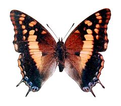 ♀ Charaxes guderiana