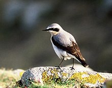 Northern wheatear (male)