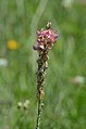 Onobrychis arenaria (7335676062). 
 jpg