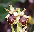 Hibrid bangó (Ophrys × apicula) virága