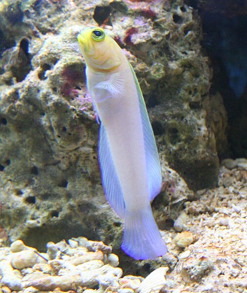 Pearly Jawfish