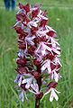 Bíboros kosbor (Orchis purpurea)