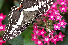 Avril 2016 Papilio demodocus au Jardin botanique de Montréal