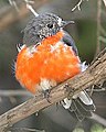 Australasian robin