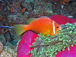 Amphiprion nigripes egy óriás anemóna társaságában