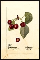 Image of the Elkhorn variety of cherries (scientific name: Prunus avium), with this specimen originating in Grimsby, Ontario, Canada. (1910)