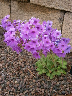 Primula blinii