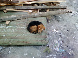 Poor puppy hiding in the old mattresses near d...