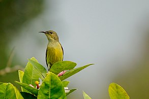 Purple sunbird, Lawachara National Park Photograph: Pulok Chandra Shil (CC BY-SA 4.0)