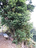 Miniatura para Quercus salicina
