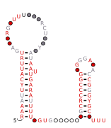 rteR Secondary structure taken from the Rfam database. Family RF04181