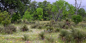 Ranchland in the Edwards Plateau, Mason County (17 April 2015)