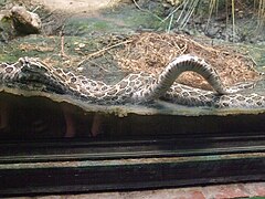 Description de l'image Rattle Snakes Buffalo Zoo.jpg.