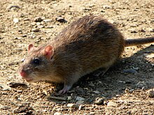 Rattus norvegicus -Fairlands Valley Park, Стивенидж, Англия-8.jpg