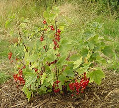 Rauðberjarifs (Ribes rubrum)