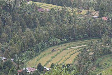 Reisterrassen in Munduk, Bali