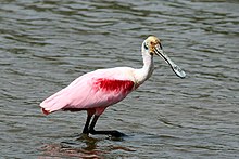 Roseate spoonbill (Ajaia ajaja).JPG