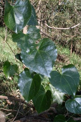 Sarcopetalum harveyanum