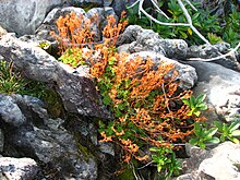 Saxifraga hariotii