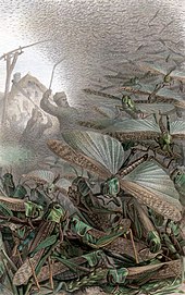 A 19th century depiction of a swarm of desert locusts Schwarm Wanderheuschrecke.jpg