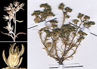 Herbariummateriaal